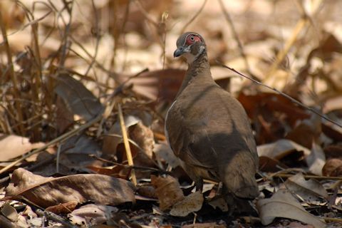 Partridge Pigeon (Geophaps smithii)